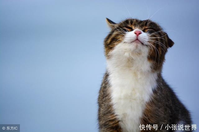 猫来穷狗来富是真的吗