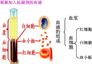 细胞由什么组成