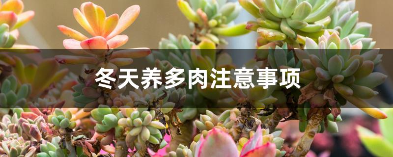 冬天多肉需要施肥吗(多肉植物冬天需要施肥吗?)