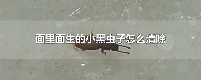 面里面生的小黑虫子怎么清除(面里面生的小黑虫子怎么清除天气)