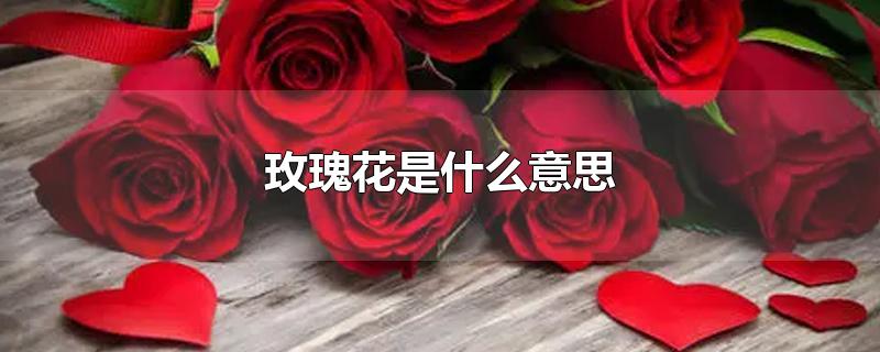 玫瑰花送几朵代表什么(玫瑰花去哪里买)