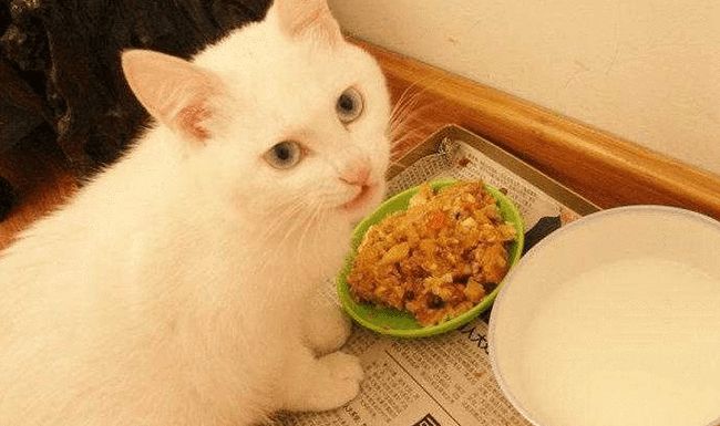 猫挑食怎么办