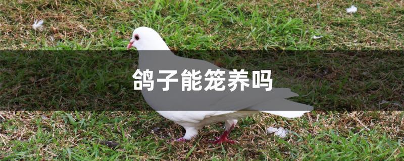 鸽子能笼养吗(鸽子用笼子养可以吗)