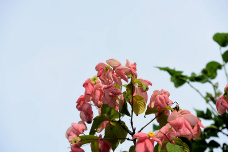 什么花在夏天开放