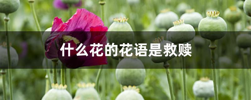 什么花的花语是救赎的意思(什么花的花语是救赎)