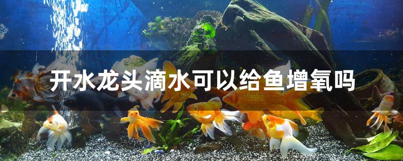 滴水可以给鱼缸增氧吗?(滴水养鱼能带来增氧效果吗)