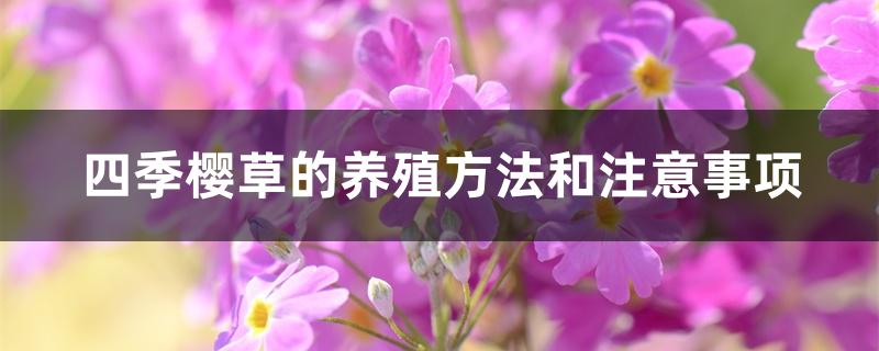 四季樱草的种植方法(四季樱花草怎么养)