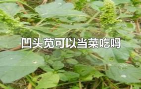 凹头苋可以当菜吃吗(凹头苋可以当菜吃吗一)