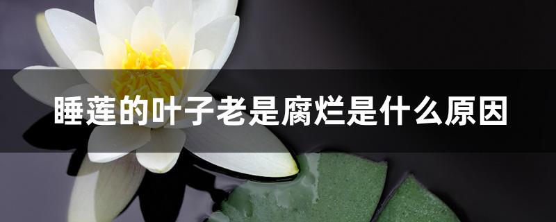 睡莲叶子发黑腐烂(睡莲长出来就烂叶)