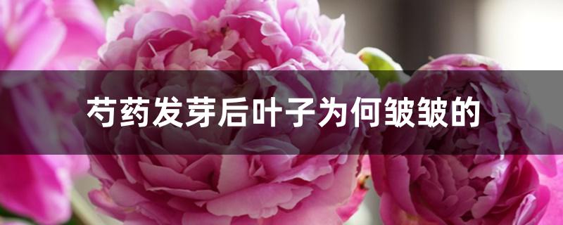 芍药发芽后为什么不长(芍药花发芽后不生长原因)