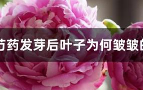 芍药发芽后为什么不长(芍药花发芽后不生长原因)