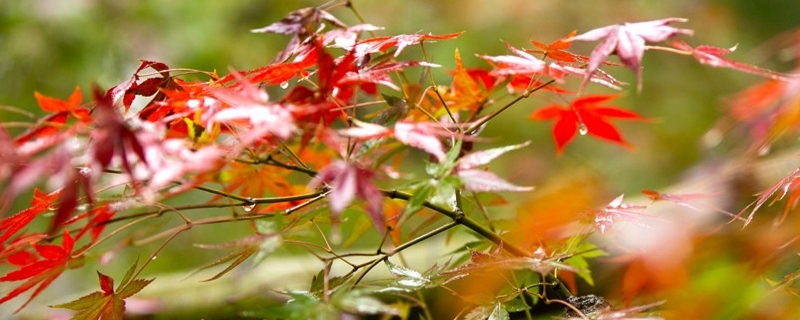 寒同山枫叶节(枫叶是哪个季节红)