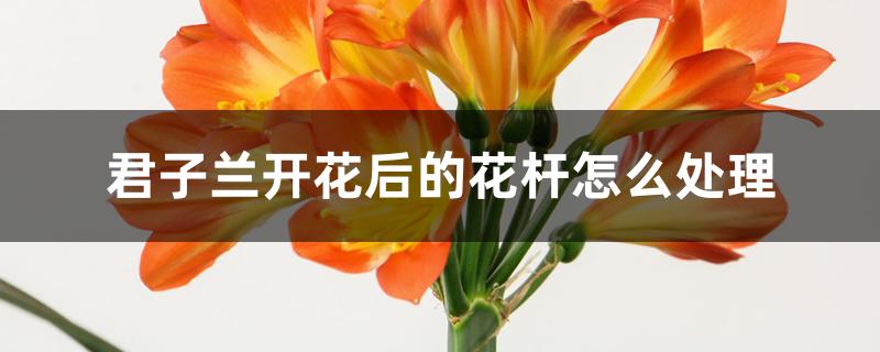 君子兰开花后的花杆怎么处理视频(君子兰开完花花杆怎么处理)