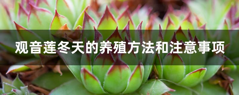 冬季观音莲的养殖方法(观音莲怎么过冬)