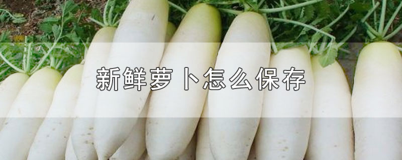 新鲜萝卜怎么保存时间长(新鲜萝卜怎么保存的更久)