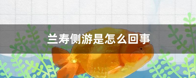 兰寿有点侧游(兰寿侧身游是什么情况)