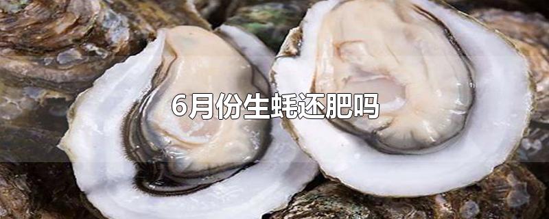 6月份生蚝还肥吗(生蚝几月份肥)