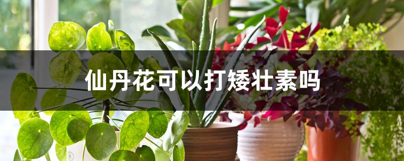 水仙花什么时候打矮壮素(水仙花用矮壮素的使用方法)