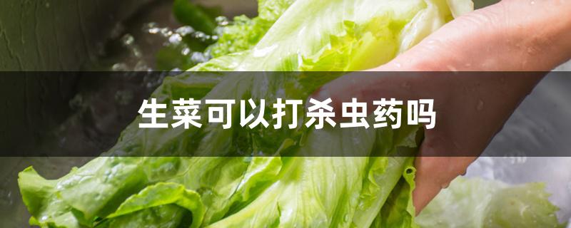 菜生虫子不想打药用什么好(菜生虫子打什么农药最好)