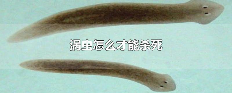 彻底消灭涡虫(除涡虫最新方法)