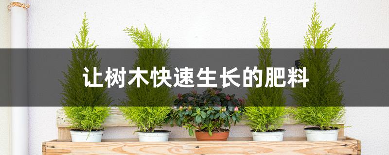 对树木生长快用什么肥料(树施什么肥料长得快)