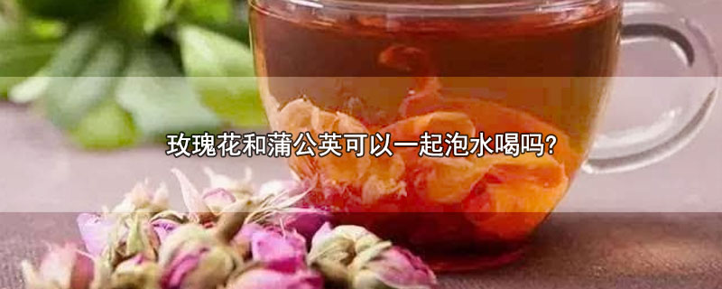 玫瑰花和蒲公英可以一起泡水喝吗?(玫瑰花跟蒲公英可以一起泡吗)