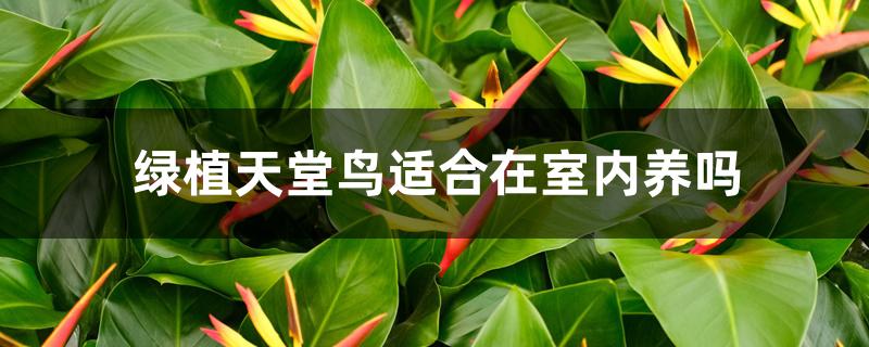 天堂鸟绿植适合家里养吗(花卉天堂鸟适合室内养吗)