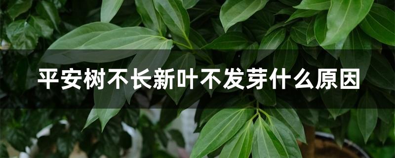 平安树不发新芽是什么原因(平安树不长新叶是什么原因)