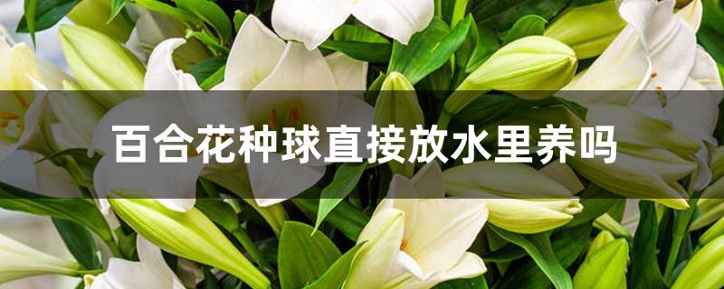 百合花种球可以水养吗(百合球能放在水里生长吗)