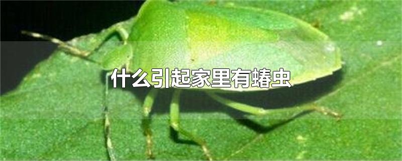 家里蝽虫如何消灭(蝽虫跑家里面怎么消灭)