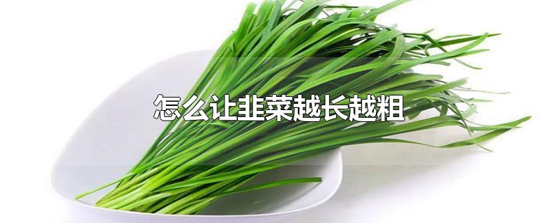 韭菜怎样种植能又粗又大(韭菜上什么肥料长得肥)