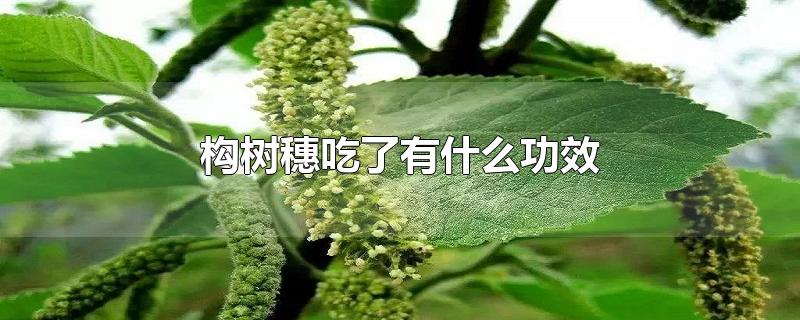 构树穗吃了有什么功效和禁忌(构树穗吃了有什么功效苟穗蒸多长时间?)