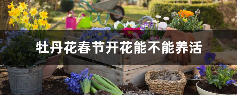 现在栽牡丹花能活吗(牡丹花第一年能让它开花吗)