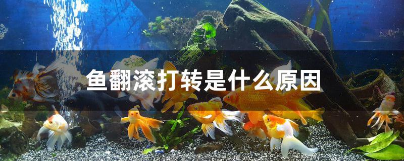 鱼老是翻滚打转(鱼在水里翻滚打转是怎么回事)