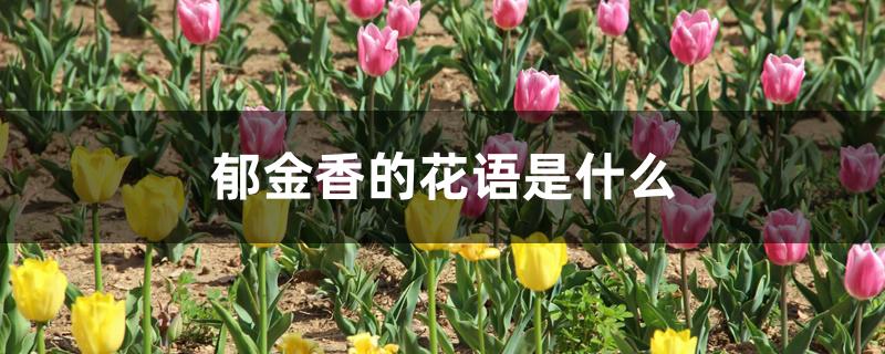 郁金香花图片(郁金香长什么样子?)