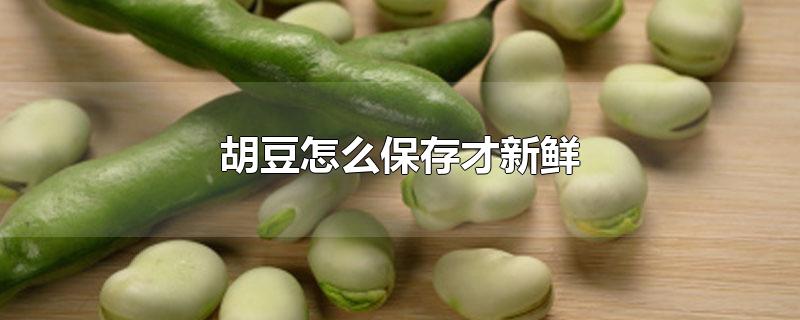 蚕豆怎么保存才新鲜(蚕豆怎么保存才新鲜很长时间)