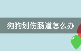 狗狗肠道划伤怎么治疗(狗狗划伤肠胃怎么办)