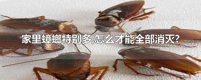 家里很多蟑螂怎么办消灭(最近家里太多蟑螂了 怎么根除)