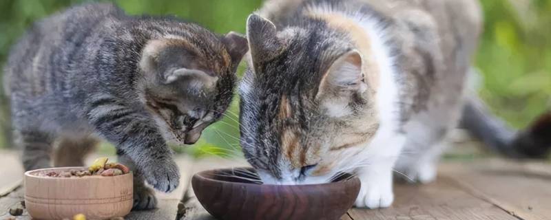 猫薄荷对猫有什么用处(给猫猫薄荷有什么作用)