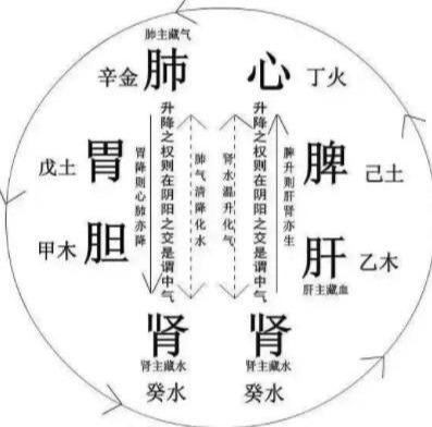 五脏和六腑是什么关系？