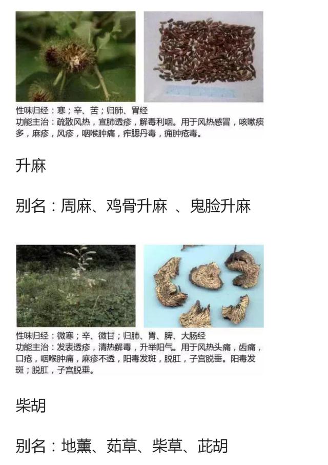 48种常见中草药图谱（附主治功效），知道一半就太牛了