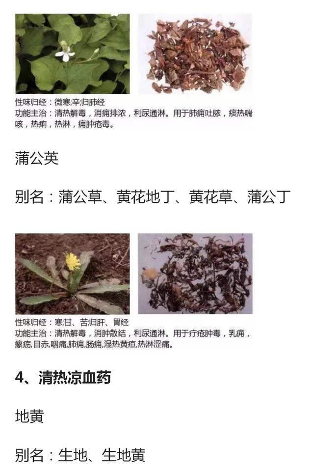 48种常见中草药图谱（附主治功效），知道一半就太牛了