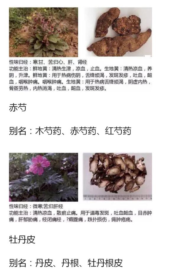 48种常见中草药图谱（附主治功效），知道一半就太牛了