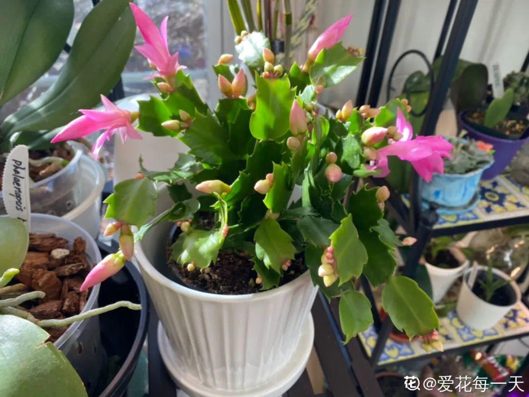 9种耐阴花，适合光照一般家庭，室内养也能开花