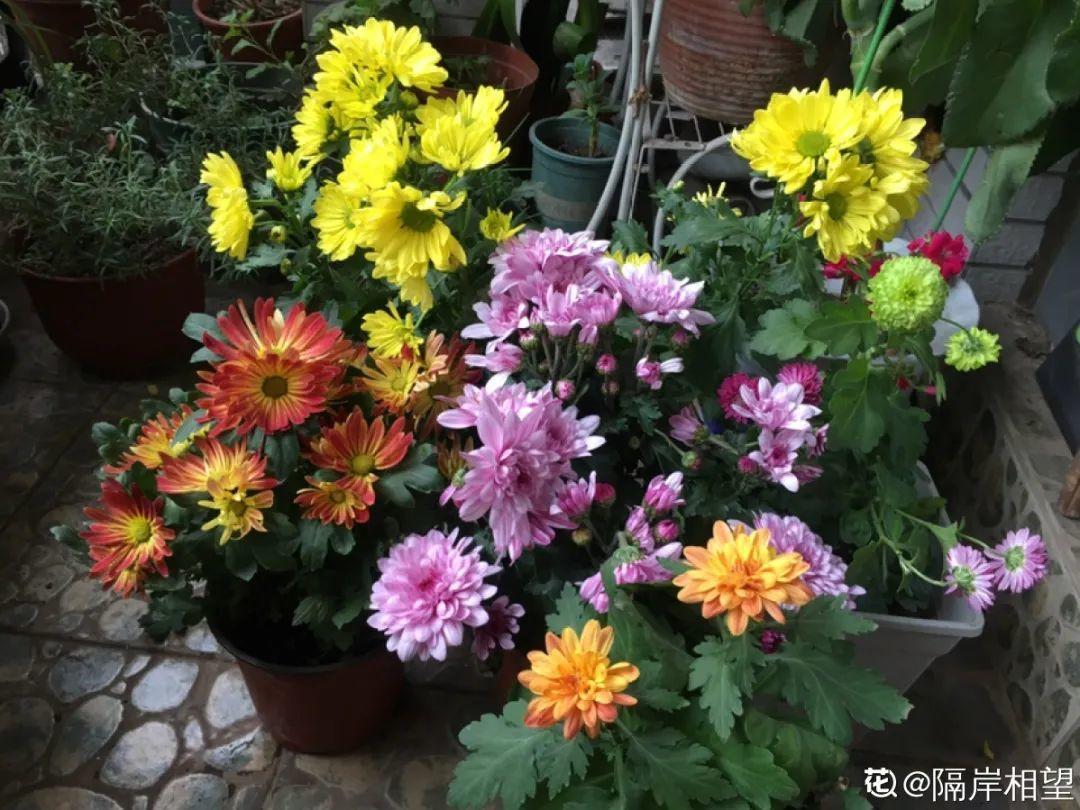 9种耐阴花，适合光照一般家庭，室内养也能开花