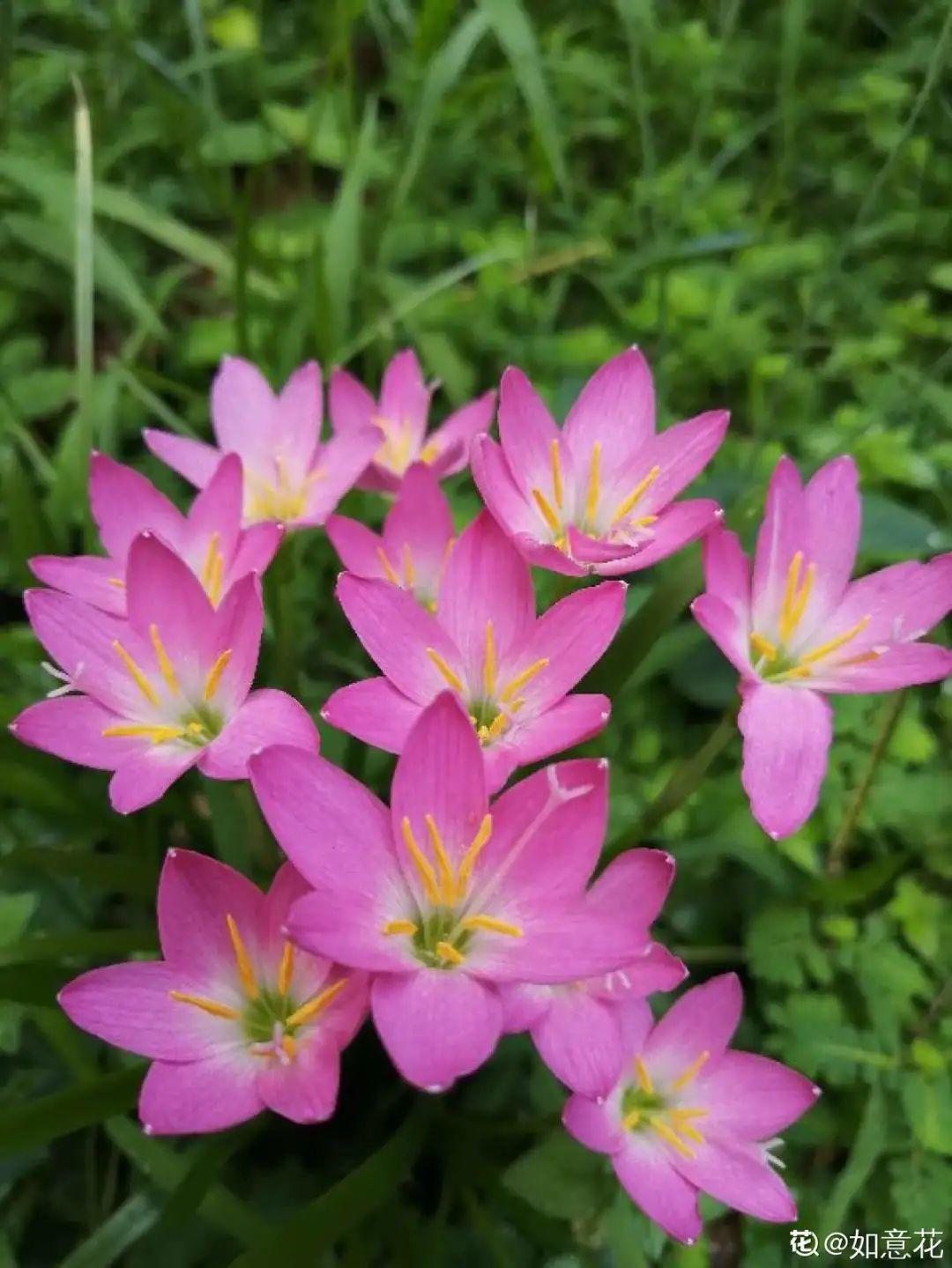 花卉耐寒程度对比，家里养了花，小心别冻着