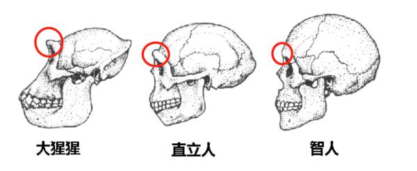 人类的眉毛到底有什么用？