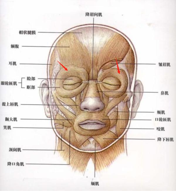 人类的眉毛到底有什么用？