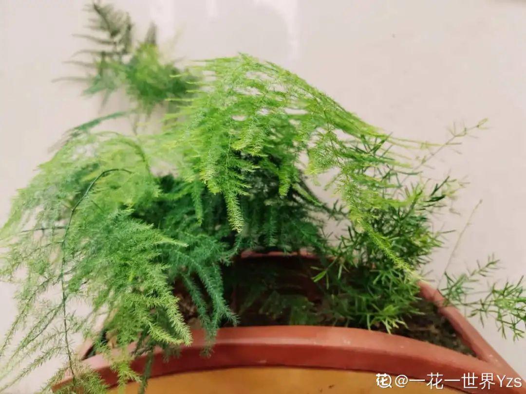 花卉耐寒程度对比，家里养了花，小心别冻着