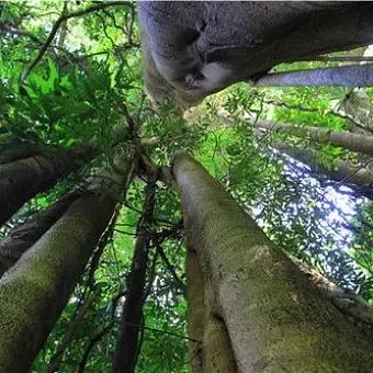 我国八种国宝植物，你的家乡有哪种？